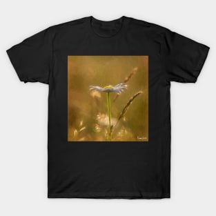 Wild Daisy in the Late Day Sunlight T-Shirt